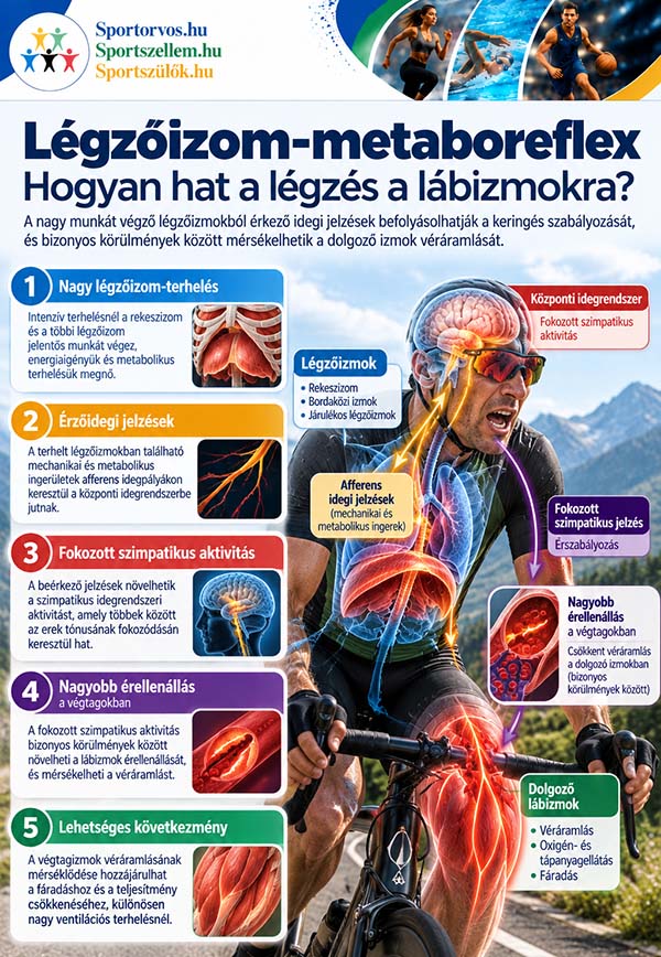 A légzés korlátozza a sportteljesítményt? Légzőizom-edzés és fáradás